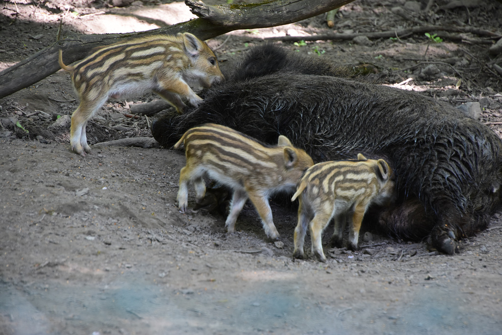 Junge Wildschweine und ihre Mutter