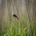 Reed warbler18