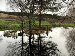 The pond is my giant mirror