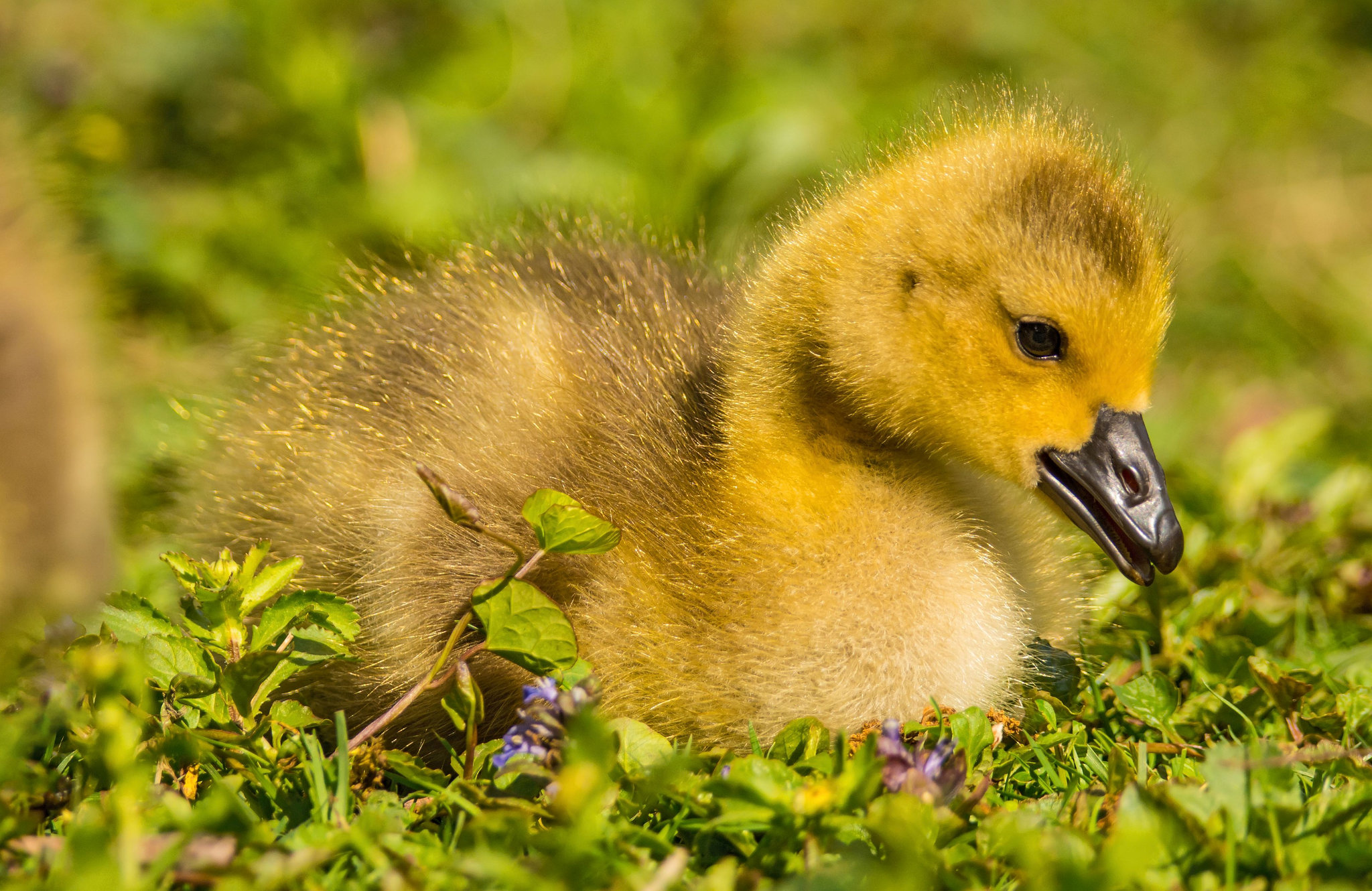 Hurra, der Frühling ist da! Happy spring equinox!