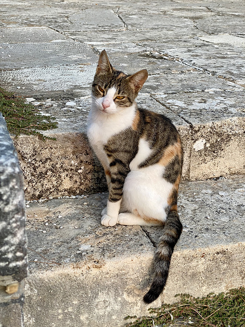 Chania 2021 – Cat