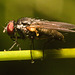 IMG 9955 Fly-2