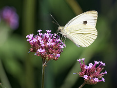 Large White Butterfly Large White Butterfly