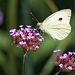 Large White Butterfly