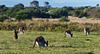 roos with big babies