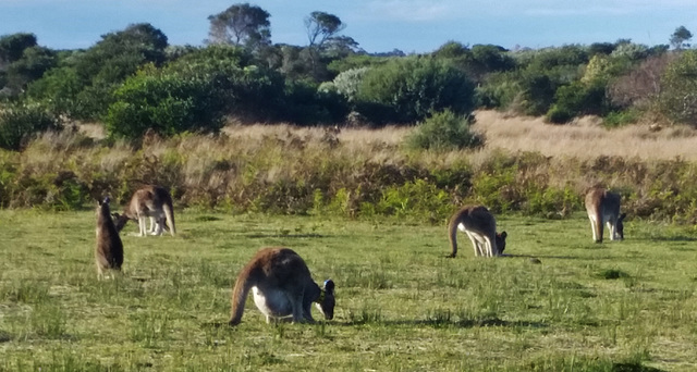 roos with big babies