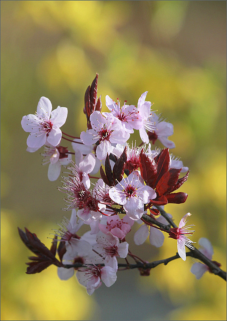 Sacre du printemps