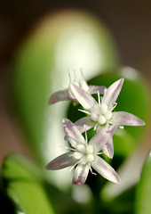 Crassula ovata