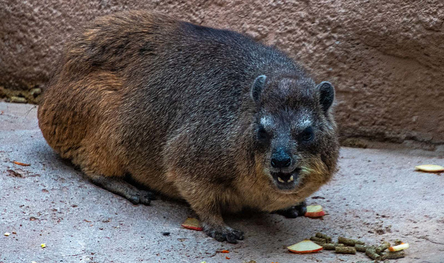 Rock hyrax