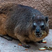 Rock hyrax