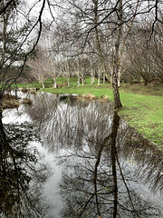 The pond is my giant mirror