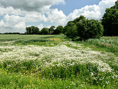 Landschaft nahe der Unterelbe