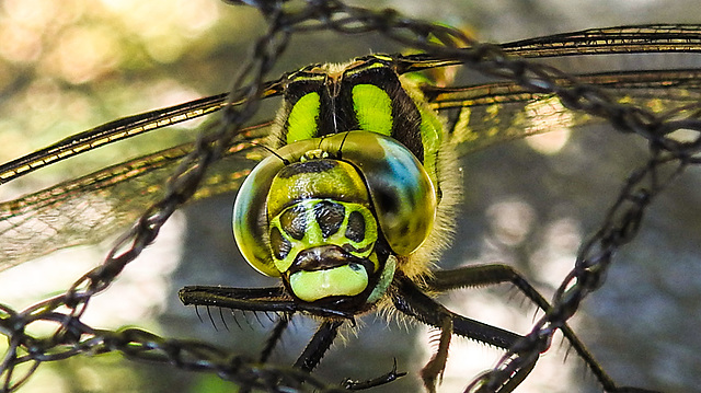 20230709 1622CPw [D~LIP] Blaugrüne Mosaikjungfer (Aeshna cyanea), Bad Salzuflen