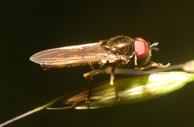 IMG 9962 Soldier Fly-1