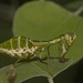 IMG 3191 Mantid-2