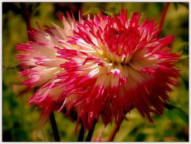 Dahlia Hayley Jane..Bon jeudi à tous !❤️