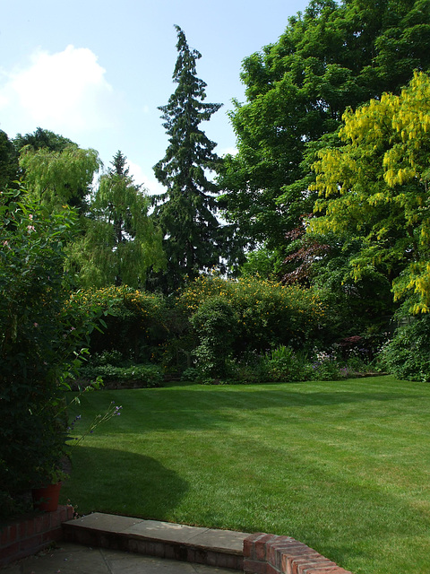 Fulbourn garden 2012-05-30 014