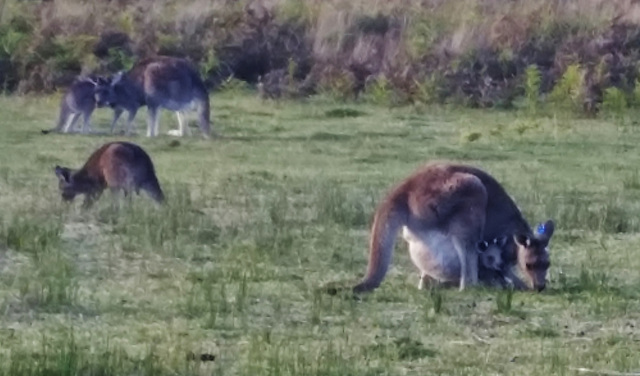 roos with big babies