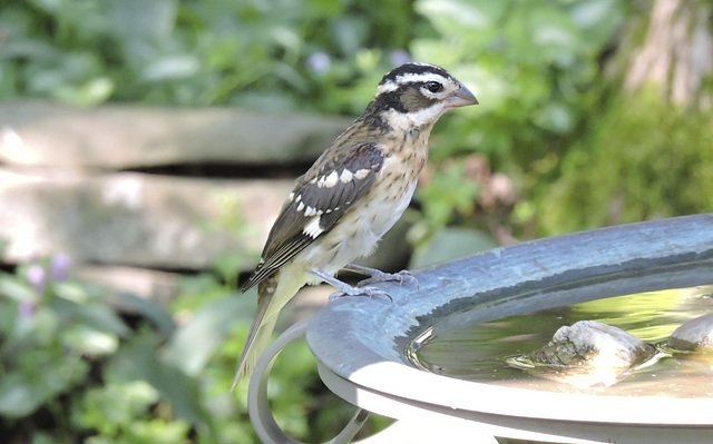 Rose-breasted Grosbeaks