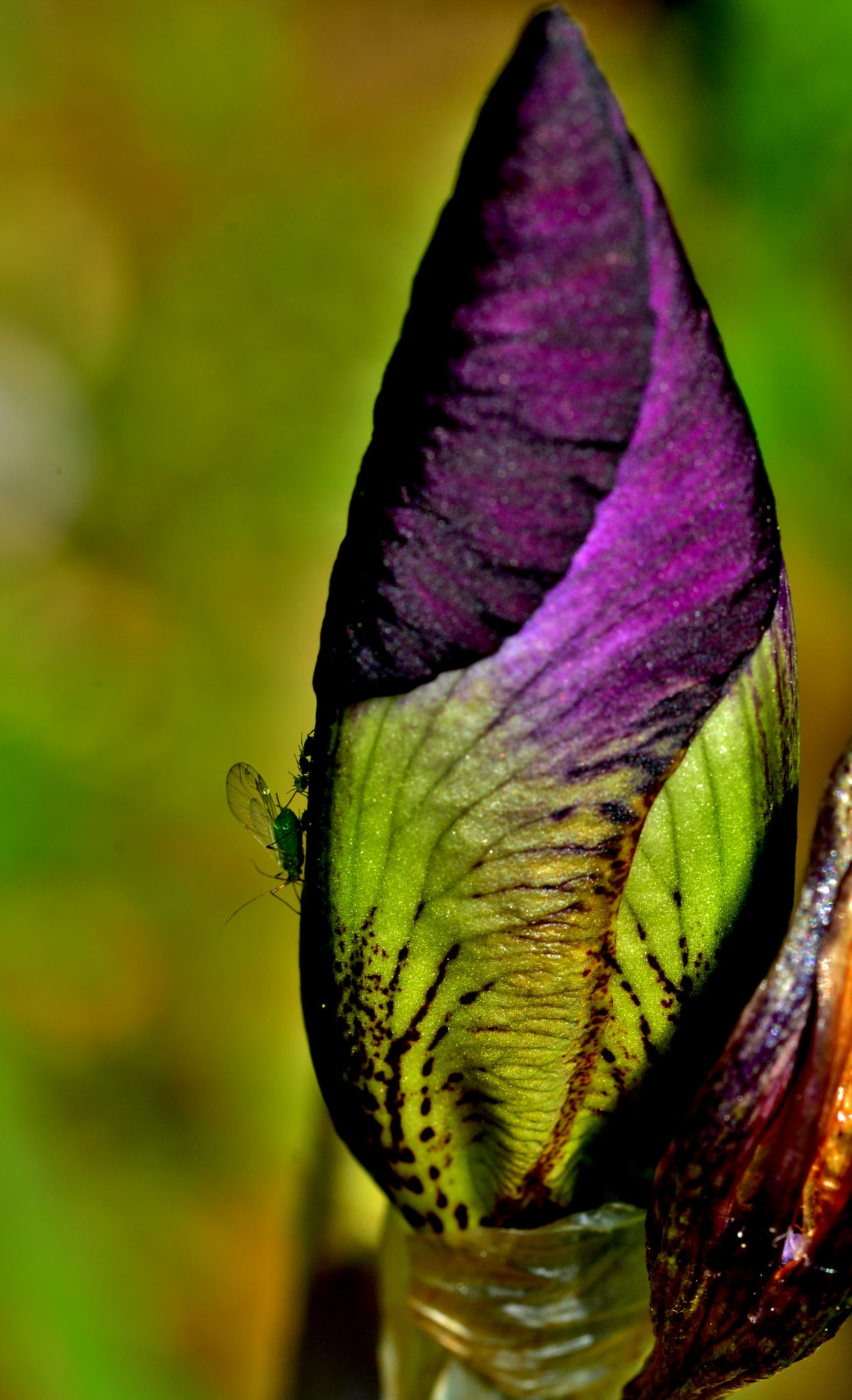 Iris with green fly