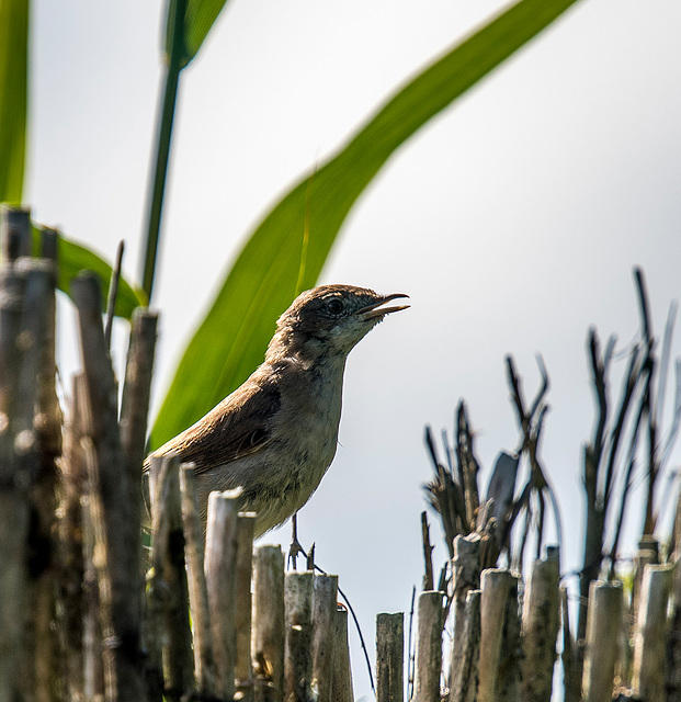 Reed warbler20