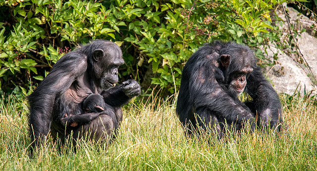 Chimps with a baby