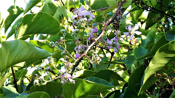 More blackberry flowers out