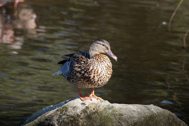 Mallard