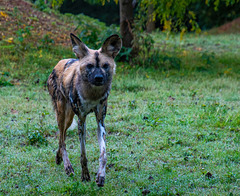 African painted dog