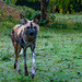 African painted dog