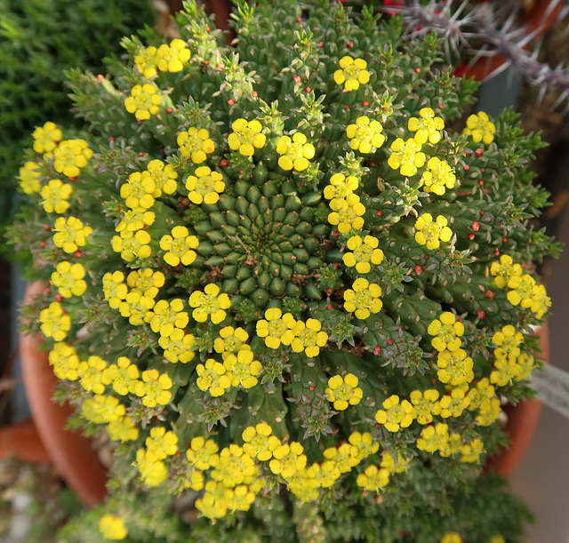 Euphorbia flanaganii