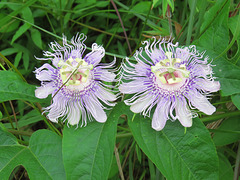 Passiflora flowers