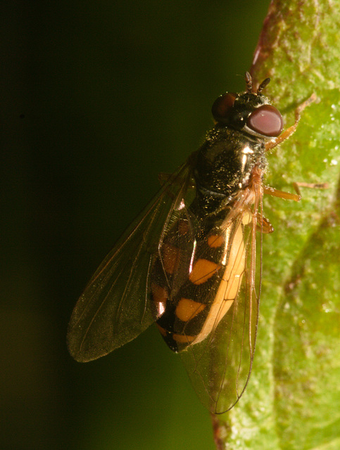 IMG 9966 Hoverfly-1