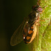 IMG 9966 Hoverfly-1