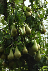 Pears ( Hmm ) Pears ( Hmm )