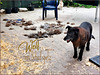 Wolf im Schafspelz ｡◕‿◕｡