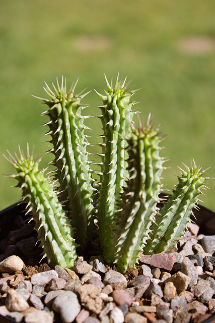 Hoodia gordonii