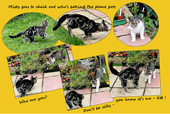 Misty & K@ - the neighbours' kittens - 1.8.2012
