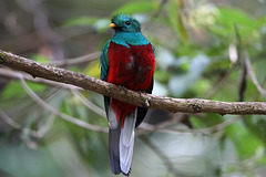 le quetzal