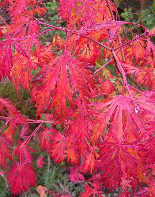 018  Herbstlaub der Zierahorne (Acer palmatum X)