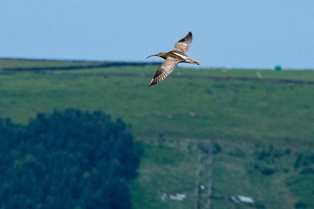 Curlew