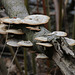 Forest fungus