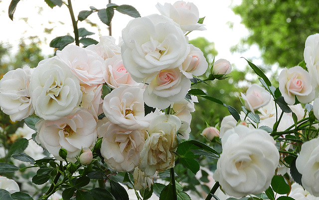 Bridal Bouquet