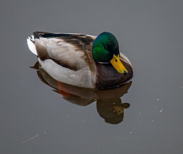 Mallard