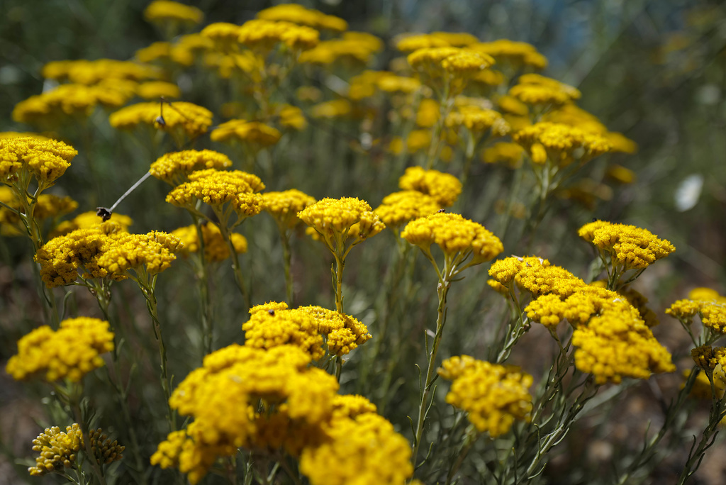 Helichrysum italicum subsp. picardi, Asterales