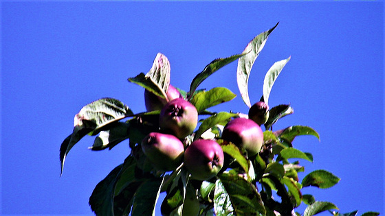 Some great looking apples