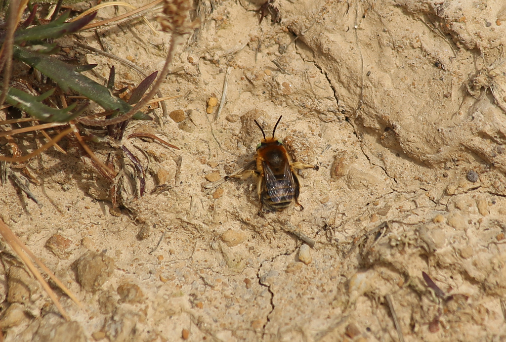 Galley Hill Bees 2