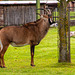 Roan antelope