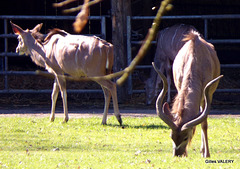 Zoo de Cerza  Parc animalier Normandie (le grand Koudou)