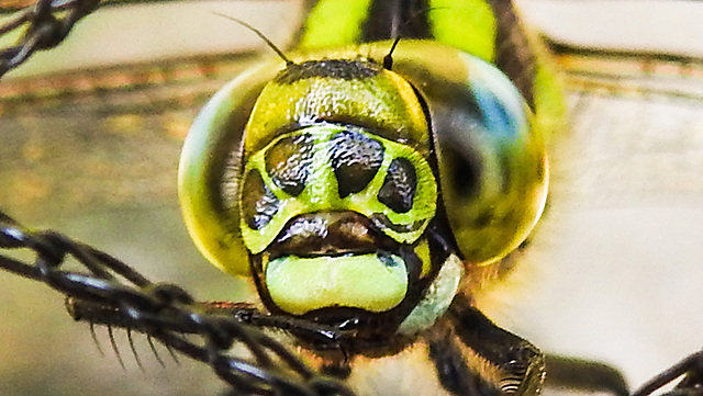 20230709 1625CPw [D~LIP] Blaugrüne Mosaikjungfer (Aeshna cyanea), Bad Salzuflen